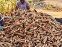 Consortium to transform cassava peels into energy