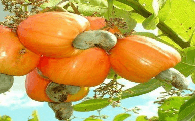 You are currently viewing Cashew is healthy for individuals with diabetes and hypertension