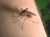 Dealing with the deadly malaria parasite