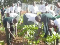 School farms: Stakeholders reminisce on how to bring them back