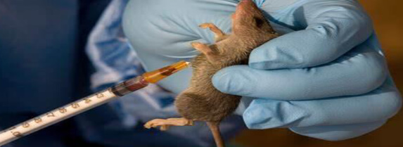 You are currently viewing Lassa fever: 22 states recorded 109 deaths in January alone