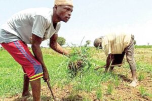 Why Presidential investment in agriculture failed