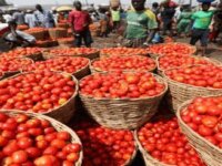 Nigerians struggle as tomato price jumps 800%