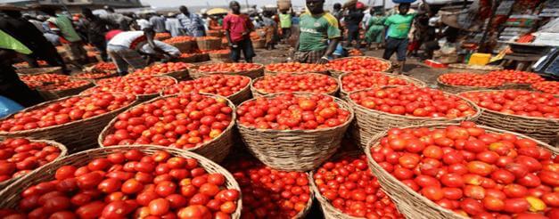You are currently viewing Nigerians struggle as tomato price jumps 800%