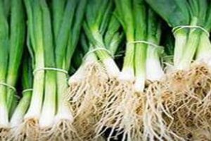 Amazing benefits of Spring Onions