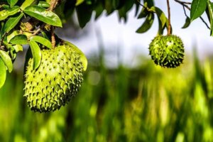 The amazing benefits of Soursop leaves