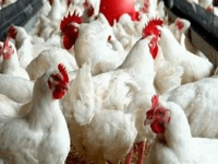 How to increase your poultry production for more profits