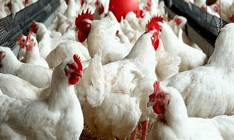 You are currently viewing How to increase your poultry production for more profits